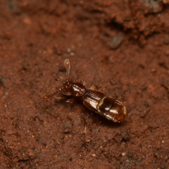 Pselaphinae
