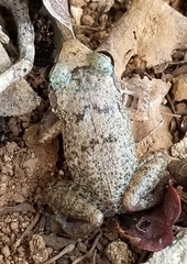 Eleutherodactylus rogersi