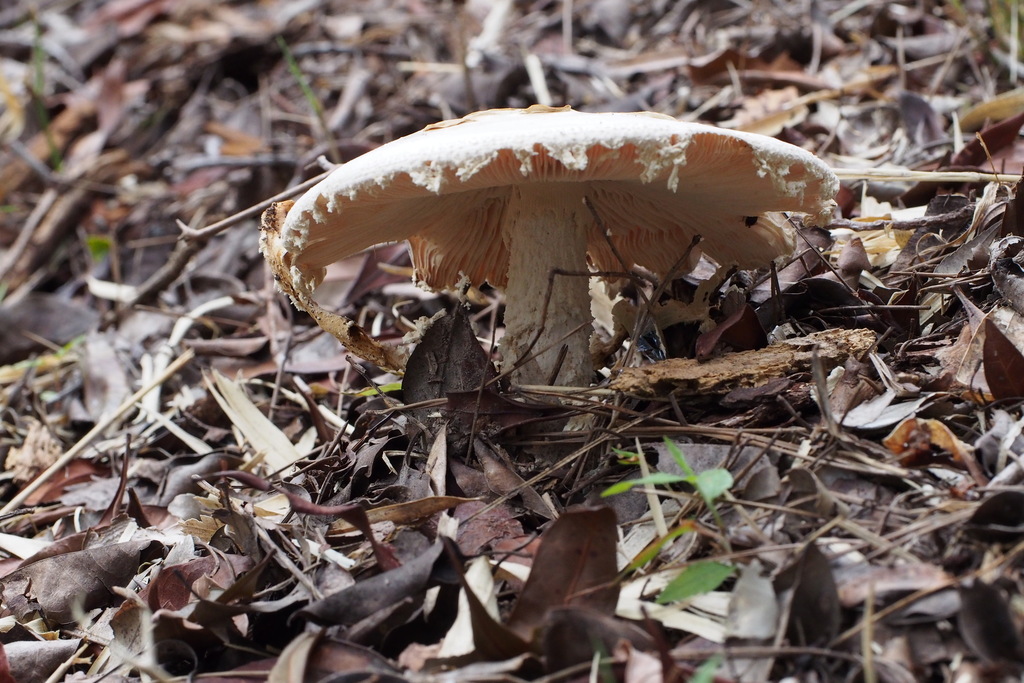 Amanita neo-ovoidea · September 2015 · photo: © harumkoh (iNaturalist, cc-by)