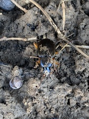 Chlaenius laticollis