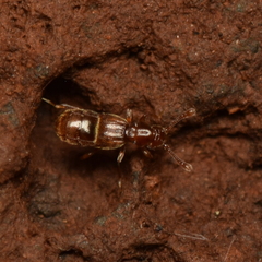 Pselaphinae