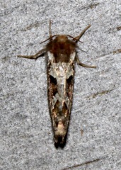 Korscheltellus gracilis