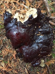 Ganoderma oregonense