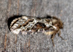 Korscheltellus gracilis