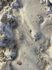 Microtus californicus