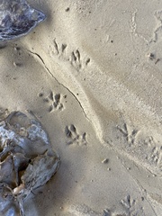 Microtus californicus