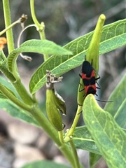 Oncopeltus fasciatus