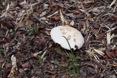 Amanita neo-ovoidea