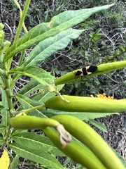 Oncopeltus fasciatus