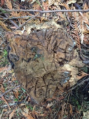 Ganoderma oregonense