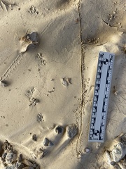 Microtus californicus