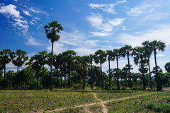 Borassus flabellifer