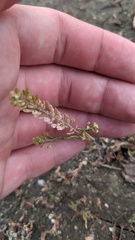 Lepidium densiflorum