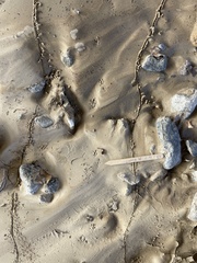 Microtus californicus