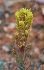 Castilleja cinerea