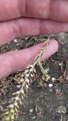 Lepidium densiflorum