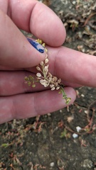 Lepidium densiflorum