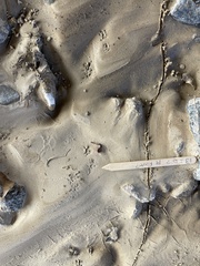 Microtus californicus