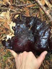 Ganoderma oregonense