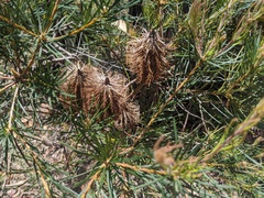Banksia spinulosa