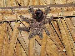 Avicularia purpurea