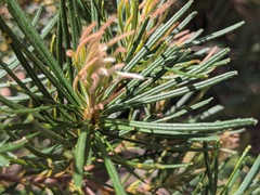 Banksia spinulosa