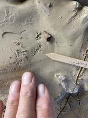 Microtus californicus