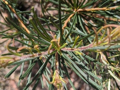 Banksia spinulosa