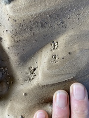 Microtus californicus