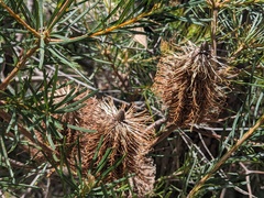Banksia spinulosa