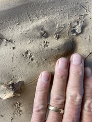 Microtus californicus