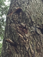 Ganoderma oregonense