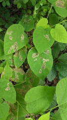 Amauromyza pleuralis