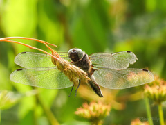 Libellula fulva