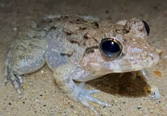 Limnonectes blythii