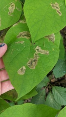 Amauromyza pleuralis