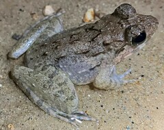 Limnonectes blythii
