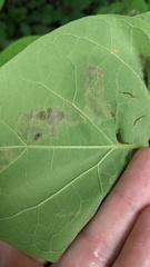 Amauromyza pleuralis