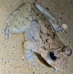 Limnonectes blythii