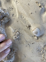 Microtus californicus