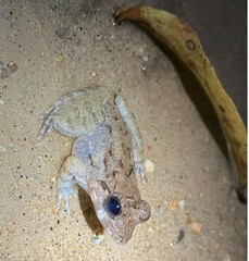 Limnonectes blythii