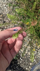 Lepidium densiflorum