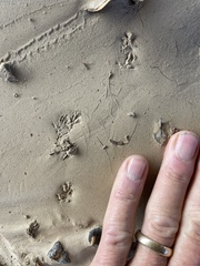 Microtus californicus