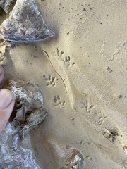 Microtus californicus