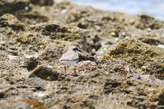 Charadrius marginatus