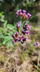 Verbena incompta