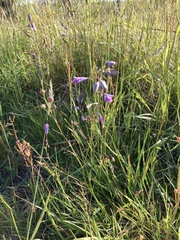 Arthropodium strictum