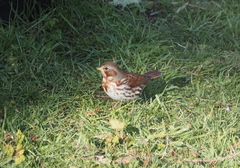 Passerella iliaca iliaca