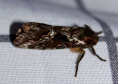 Korscheltellus gracilis