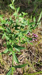 Verbena incompta